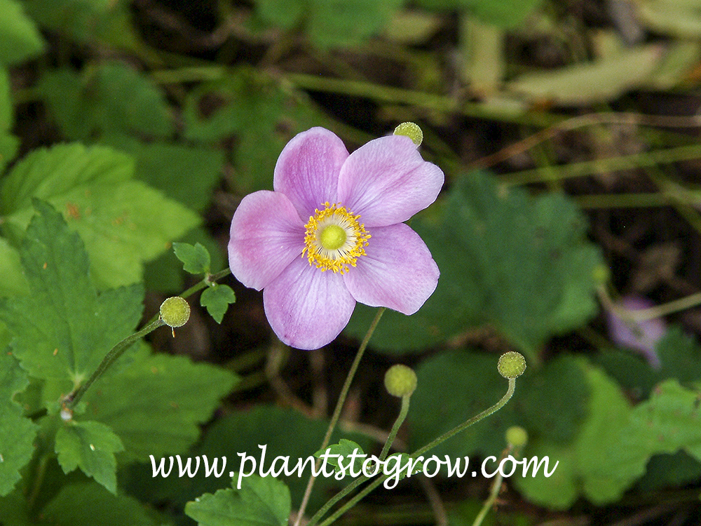 September Charm Anemone (Anemone hybrid)
mid September